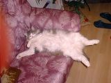 Musja08.jpg 71kB